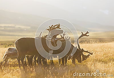 Deer harnessed to the sledges Stock Photo