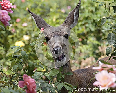 Deer Has Last Laugh Stock Photo