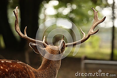 Deer head Stock Photo