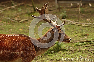 Deer head Stock Photo