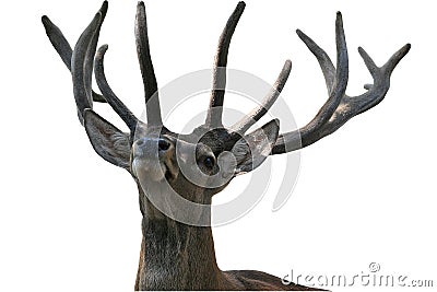 Deer head Stock Photo