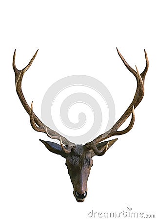 Deer head with antlers Stock Photo