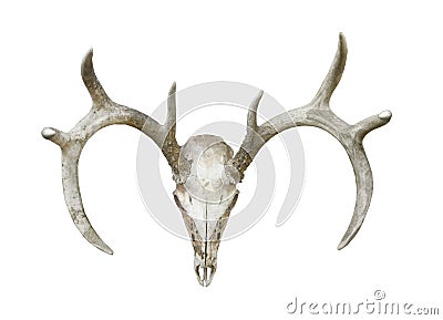 Deer head skull and antlers isolated Stock Photo