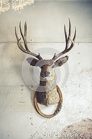 Deer head on the wall. Taxidermy animal of a deer head and vintage frame on the old rotten brick wall. Vintage style Stock Photo