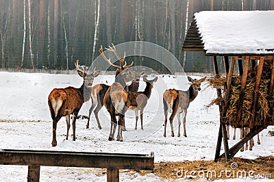 A deer herd in fields winter Stock Photo