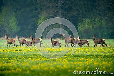 Deer herd running on the green field. Wildlife background Stock Photo