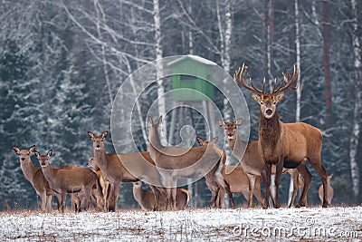 Deer Hunting In Winter Time. Group Of Noble Deer Cervus Elaphus , Led By Stag, Against The Backdrop Of Hunting Tower And Winte Stock Photo