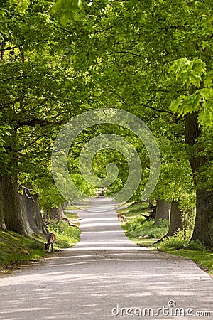 Deer in Knole park in England Stock Photo