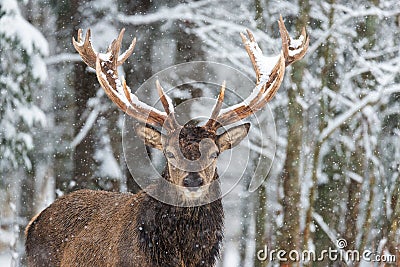 Deer With Large Branched Horns On The Background Of Snow-Covered Forest. Beautiful Stag Close-Up, Artistic View.Trophy Buck Stock Photo