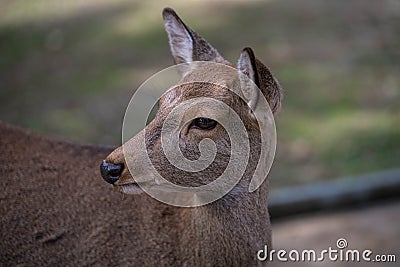 Deer living in temples. Stock Photo