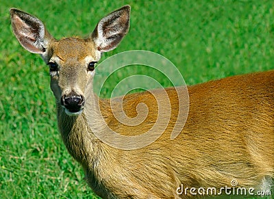 Deer Looking at Us Stock Photo