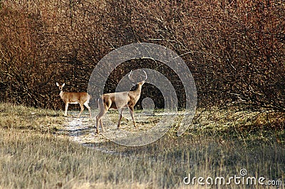Deer mating Stock Photo