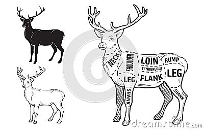 Deer meat cuts with elements and names. Isolated black on white background. Butcher shop. Vector Illustration