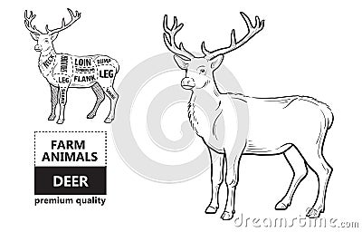 Deer meat cuts with elements and names. Isolated black on white background. Butcher shop. Vector Illustration