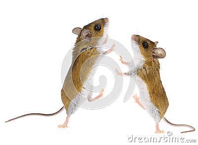 Deer Mice - Peromyscus Mouse Stock Photo