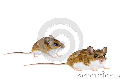 Deer Mice - Peromyscus Mouse Stock Photo