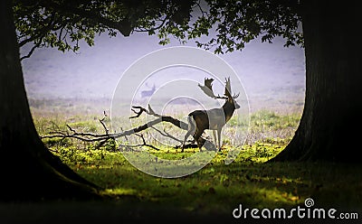 A deer in the morning mist Stock Photo