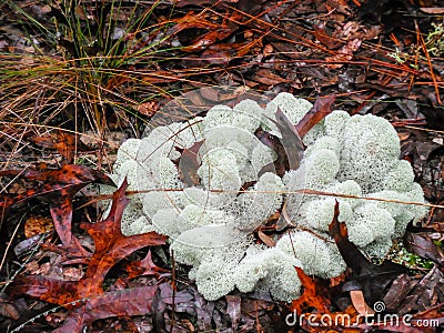 Deer Moss Stock Photo