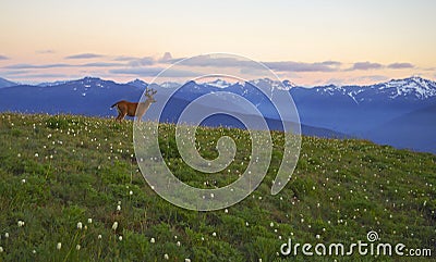 Deer, Mountains and meadows Hurricane Ridge, Olympic National Park Stock Photo