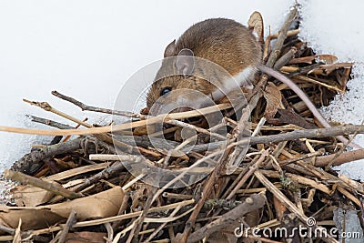 Deer Mouse - Peromyscus maniculatus Stock Photo
