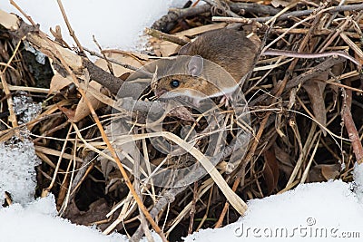 Deer Mouse - Peromyscus maniculatus Stock Photo