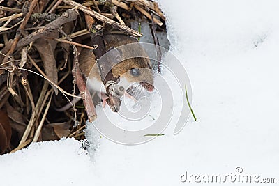 Deer Mouse - Peromyscus maniculatus Stock Photo