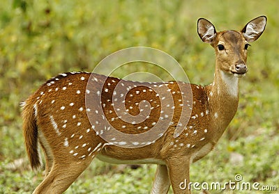 Deer Stock Photo