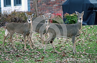 Deer In Suburban areas Stock Photo