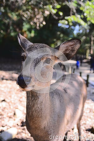 Deer Stock Photo