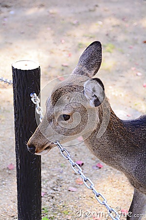 Deer Stock Photo