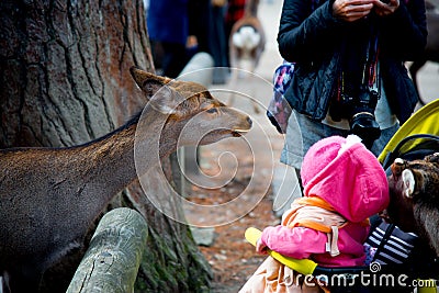 Deer National Park in Kofuku-ji, Nara, Japan. It is popular about you can feed rice crackers to wild deers. Editorial Stock Photo