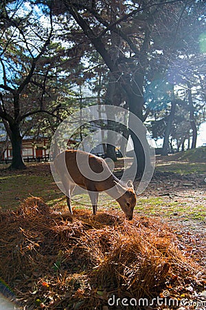 Deer National Park in Kofuku-ji, Nara, Japan. It is popular about you can feed rice crackers to wild deers. In summer time, intern Stock Photo