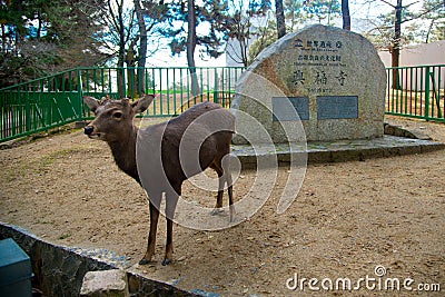 Deer National Park in Kofuku-ji, Nara, Japan. It is popular about you can feed rice crackers to wild deers. The world is big enoug Editorial Stock Photo