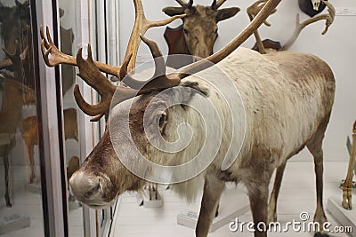 Deer at the Natural History Museum Editorial Stock Photo