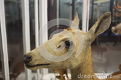 Deer at the Natural History Museum Editorial Stock Photo