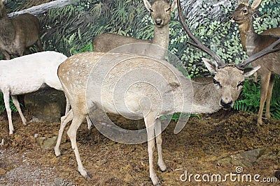 Deer at the Natural History Museum Editorial Stock Photo