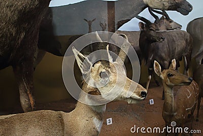 deer at the Natural History Museum Editorial Stock Photo