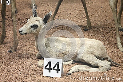 Deer at the Natural History Museum Editorial Stock Photo