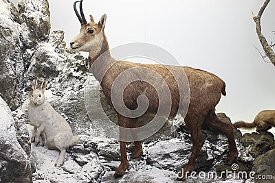 Deer at the Museum Editorial Stock Photo