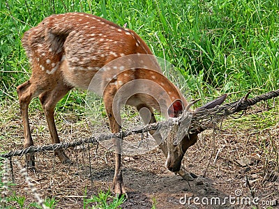 Deer in Net 3 Stock Photo