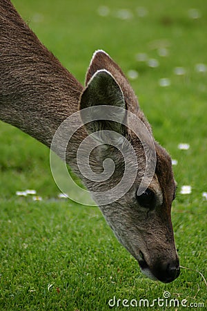 Deer Nibbling Stock Photo