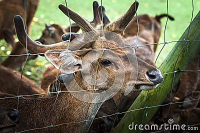 Deer in Pamplemousses Botanical Garden, Port Louis, Mauritius Stock Photo