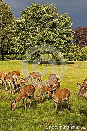 Deer park Stock Photo