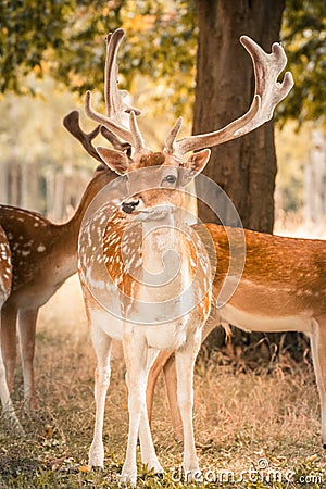 Deer in the park Stock Photo