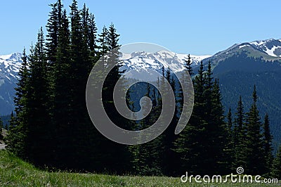 Deer Park Olympic Mountain View with pines Stock Photo