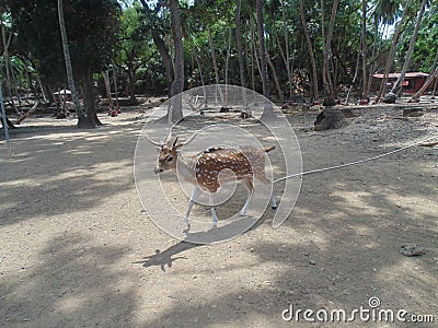 A deer park in Ross Island Stock Photo