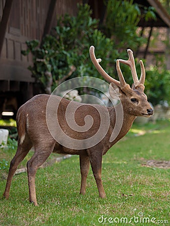 Deer pees on a grass field Stock Photo