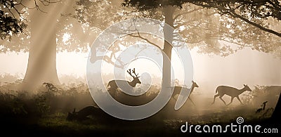 Deer raiding Stock Photo