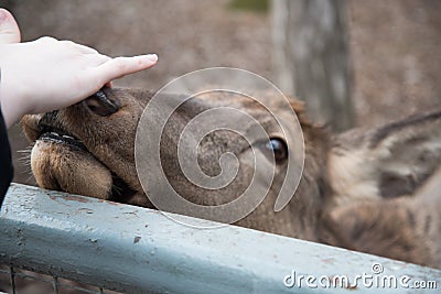 A deer reaches out to a visitor at the zoo. The animal wants affection and communication. Stock Photo