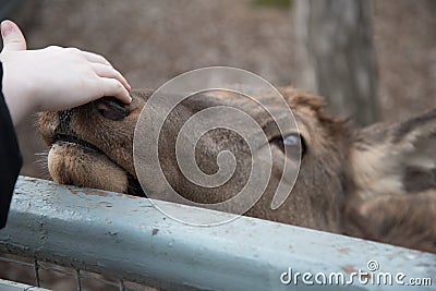 A deer reaches out to a visitor at the zoo. The animal wants affection and communication Stock Photo